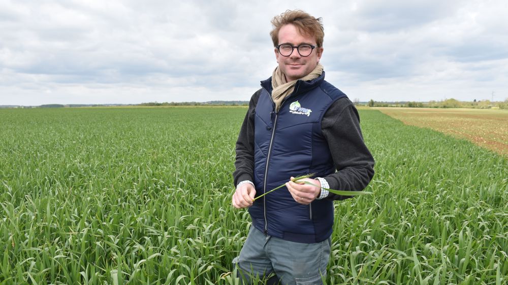 Pour garantir une qualité homogène au meunier, Caroline et Quentin Pointereau reportent d’un millésime sur l’autre 50 % des besoins de l’Epi Toué, avec une incorporation progressive de la nouvelle récolte. Ils sèment un mélange de quatre variétés de blé meunier et une de blé de force.