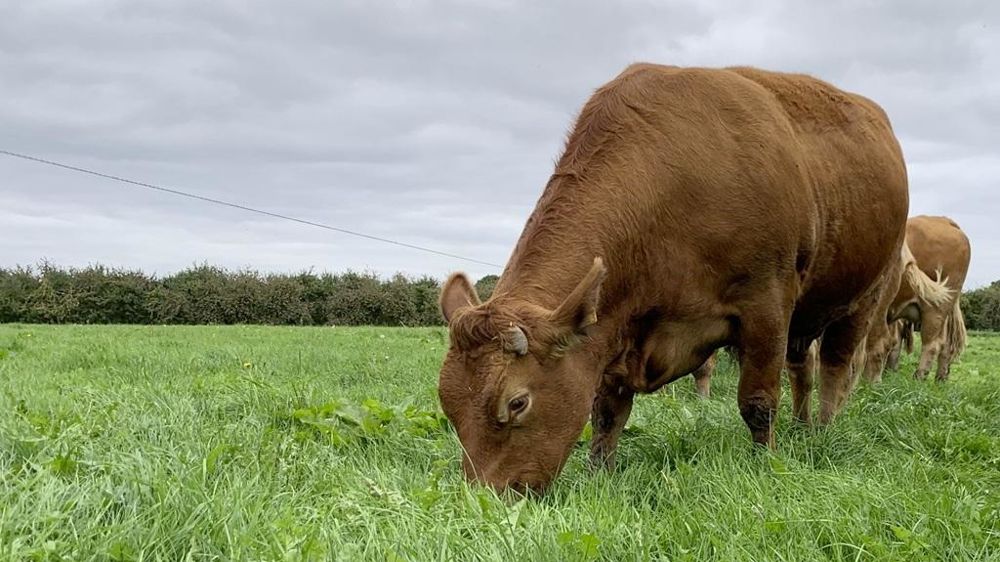Limousine en pâture