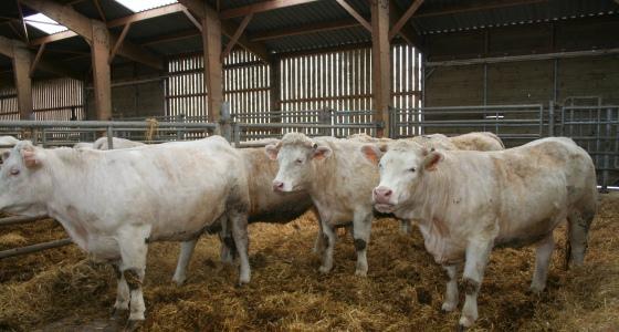 Taureaux charolais