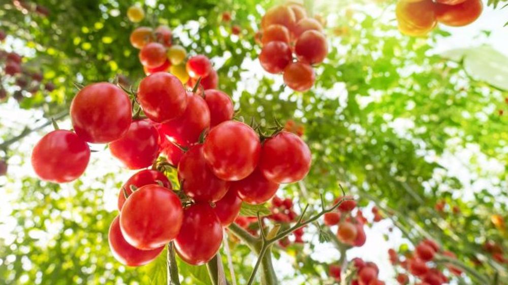 Un panneau semi-transparent qui produit, protège et laisse passer la lumière Un panneau semi-transparent qui produit, protège et laisse passer la lumière