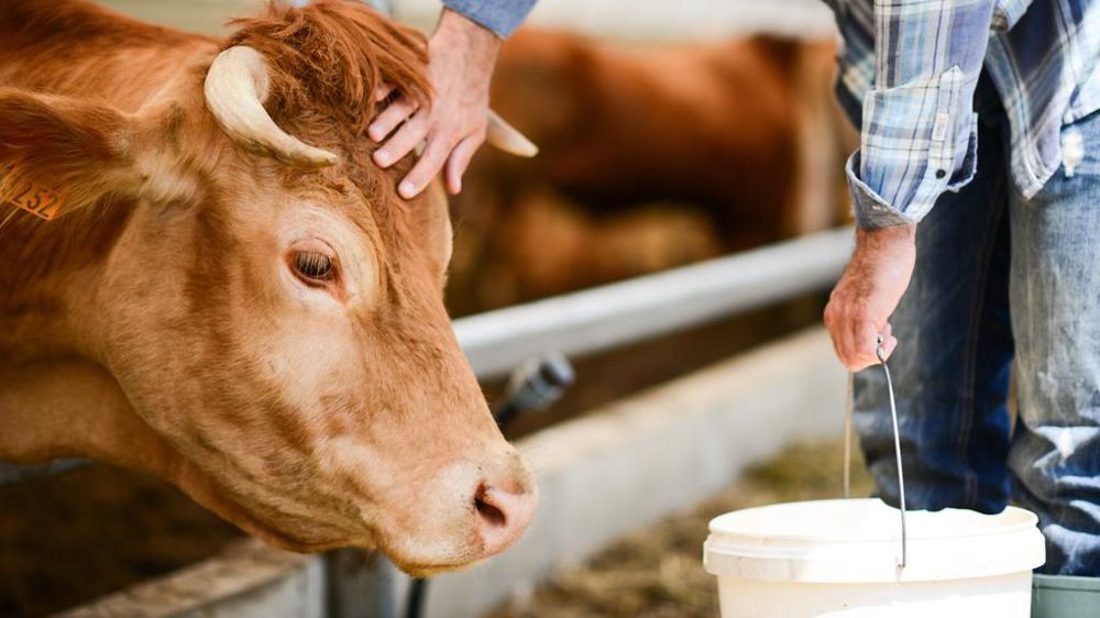 Vache alimentation nutrition animale