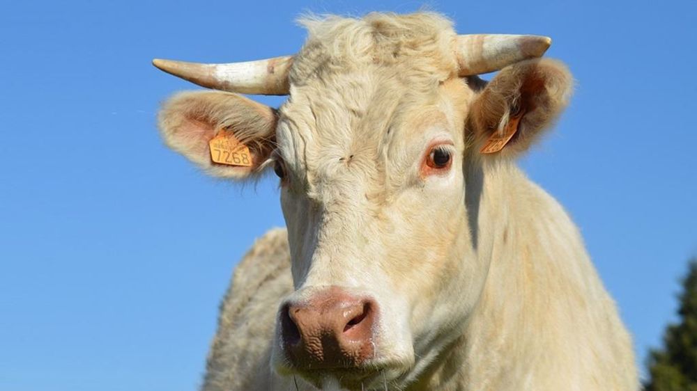 Vache charolaise cornue