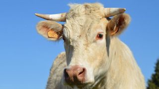 18 % des éleveurs allaitant restent attachés aux animaux cornus. 18 % des éleveurs allaitant restent attachés aux animaux cornus.