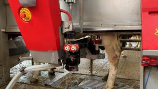 Pour accompagner les éleveurs qui envisagent d'investir dans un robot de traite, la MSA vient de publier un guide d'aide à la décision. Pour accompagner les éleveurs qui envisagent d'investir dans un robot de traite, la MSA vient de publier un guide d'aide à la décision.