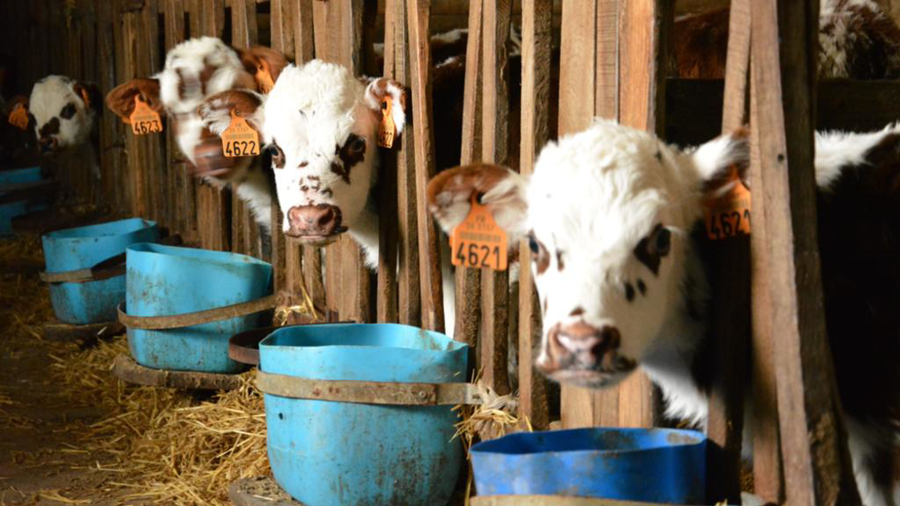 Veaux laitiers de race Normande en nurserie