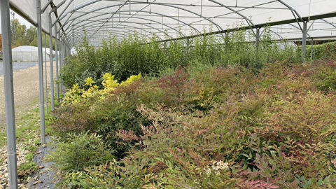 L’organisation européenne Copa-Cogeca a lancé un manifeste pour valoriser le rôle des quelque 60 000 producteurs de végétaux d’ornement en Europe en faveur de l’agenda vert, avec un constat, ils mériteraient plus de reconnaissance. L’organisation européenne Copa-Cogeca a lancé un manifeste pour valoriser le rôle des quelque 60 000 producteurs de végétaux d’ornement en Europe en faveur de l’agenda vert, avec un constat, ils mériteraient plus de reconnaissance.