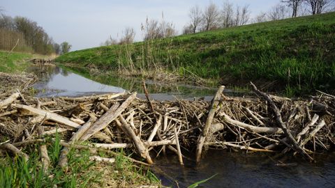 Le castor est présent sur environ 15 000 km de cours d'eau en France. Le castor est présent sur environ 15 000 km de cours d'eau en France.