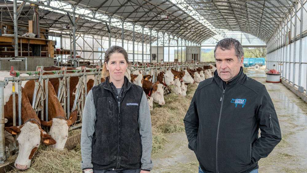 Des génisses bien démarrées