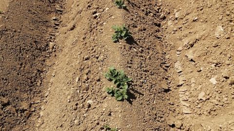Les conditions météo de ce printemps sont plutôt propices au développement du mildiou de la pomme de terre.