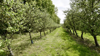 Les demandes d'aide à la rénovation des vergers doivent être déposées avant le 31 juillet 2024 pour toutes les espèces, sauf les fruits à noyaux, et avant le 15 septembre 2024 pour les fruits à noyaux. Les demandes d'aide à la rénovation des vergers doivent être déposées avant le 31 juillet 2024 pour toutes les espèces, sauf les fruits à noyaux, et avant le 15 septembre 2024 pour les fruits à noyaux.