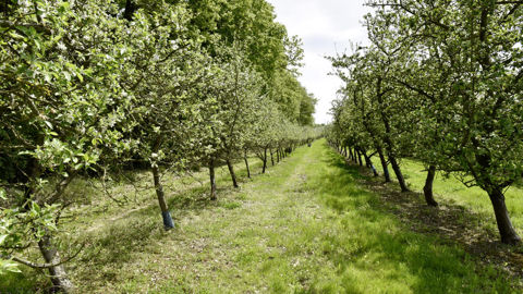Les demandes d'aide à la rénovation des vergers doivent être déposées avant le 31 juillet 2024 pour toutes les espèces, sauf les fruits à noyaux, et avant le 15 septembre 2024 pour les fruits à noyaux.