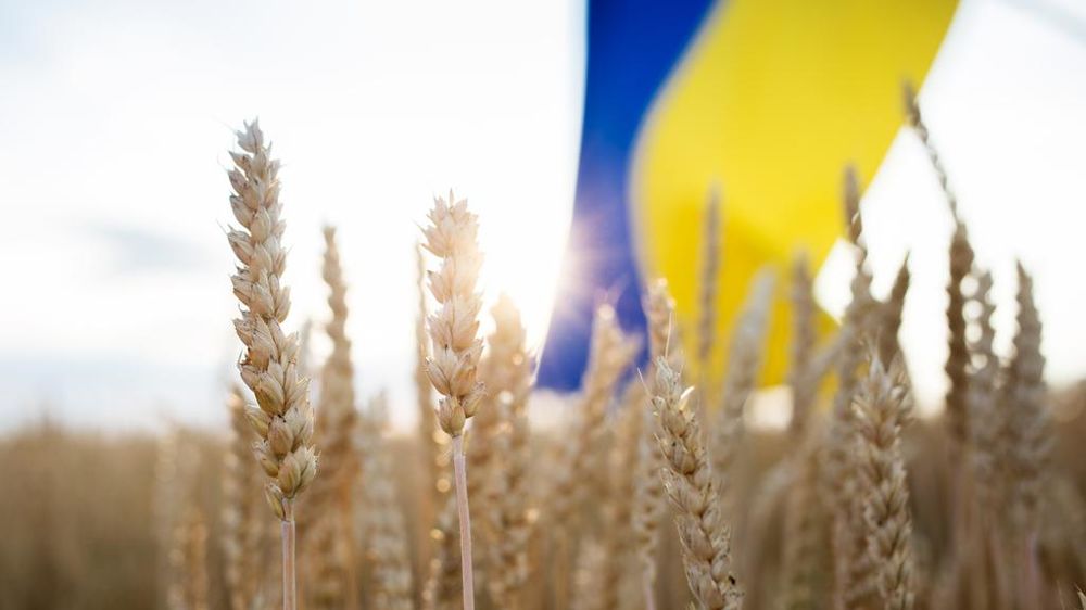 Drapeau ukrainien et champ de blé