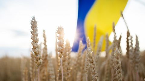La production ukrainienne de blé en 2024 risque d'être un peu en-deça de celle de 2023, mais devrait dépasser les 20 Mt.