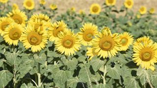 Le tournesol est capable d'atteindre son rendement optimal à 420 mm soit 75 % de ses besoins en eau. Le tournesol est capable d'atteindre son rendement optimal à 420 mm soit 75 % de ses besoins en eau.