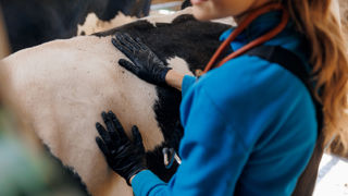 Traitement au tarissement : la fin de l’antibiotique systématique