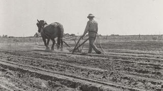 Le haricotier était l'une des figures du petit paysan. Le haricotier était l'une des figures du petit paysan.