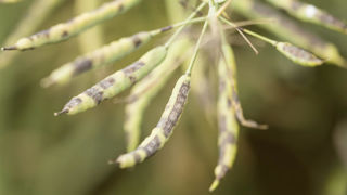 En présence de Mycosphaerella brassicicola, les tâches sont généralement d’un ton gris/brun et les contours moins définis que pour Alternaria brassicae. En présence de Mycosphaerella brassicicola, les tâches sont généralement d’un ton gris/brun et les contours moins définis que pour Alternaria brassicae.