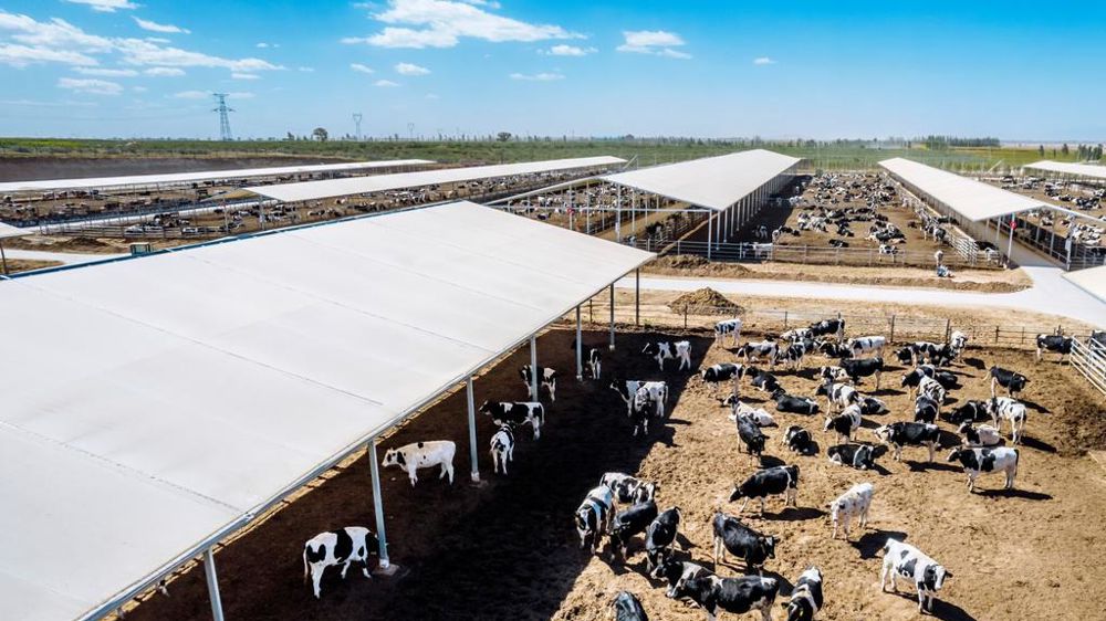 Méga ferme en Chine