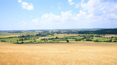 Quelles sont les différents scénarios d'une agriculture décarbonée ?