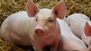 La filière porcine s'inquiète de voir la France passer sous le seuil des 100 % d'autosuffisance.
