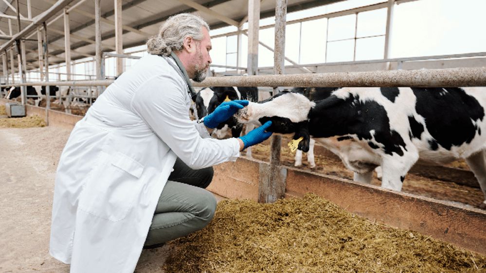 Prévenir l’antibiorésistance : un enjeu collectif pour la production laitière