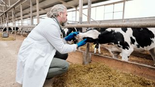 Prévenir l’antibiorésistance : un enjeu collectif pour la production laitière Prévenir l’antibiorésistance : un enjeu collectif pour la production laitière