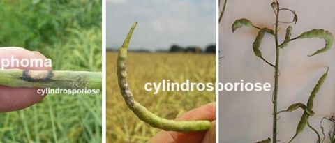 Cylindrosporiose