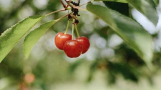 Au 1er juin 2024, la production de cerises est estimée à 37 000 tonnes. Au 1er juin 2024, la production de cerises est estimée à 37 000 tonnes.
