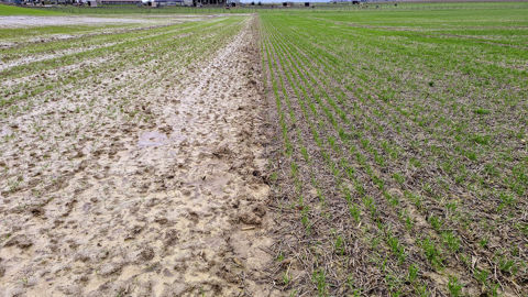 En agriculture de conservation des sols (à droite), les techniques culturales permettent d'augmenter la teneur en matière organique du sol, et donc la qualité structurale.