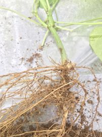 plant de lablab avec nodosités