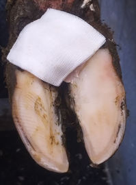 pansement d'un pied de vache