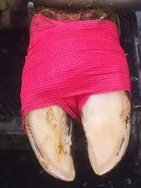 pansement d'un pied de vache