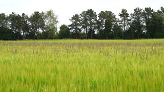 La conduite de la moisson et de l'interculture est à adapter à la pression des adventices.