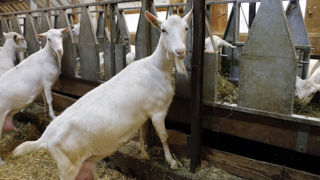 En 2023, les caprins passent très nettement la barre des 1 000 kg par animal au contrôle laitier. En 2023, les caprins passent très nettement la barre des 1 000 kg par animal au contrôle laitier.