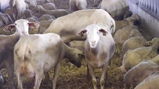 Seule la race lacaune a vu sa production moyenne augmenter en 2023, selon le contrôle laitier.