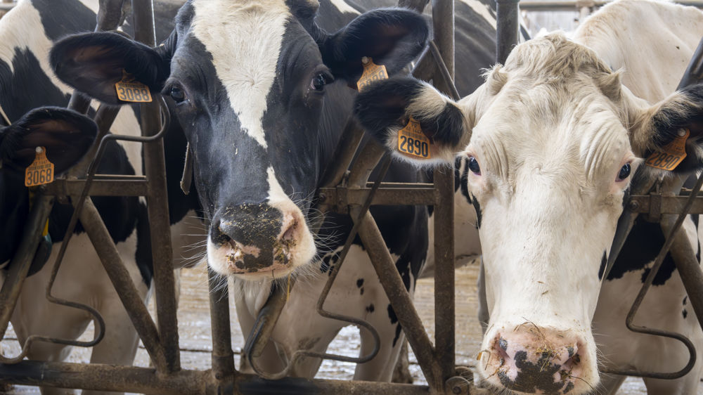 Préparer ses génisses au vêlage précoce