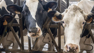 Préparer ses génisses au vêlage précoce Préparer ses génisses au vêlage précoce