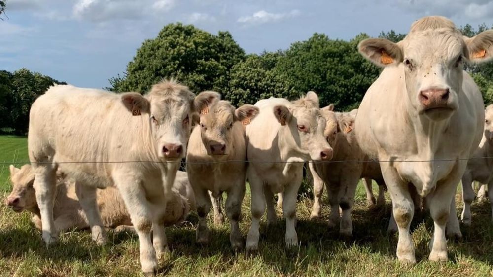 Vaches Charolaises au pré
