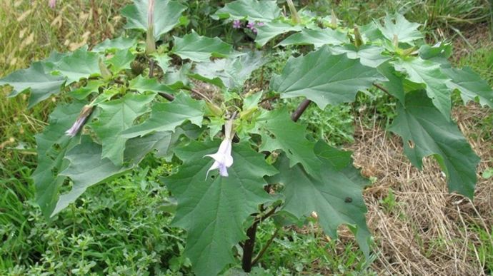 La lutte chimique contre le datura doit intervenir avant que le maïs dépasse le stade 10 feuilles.