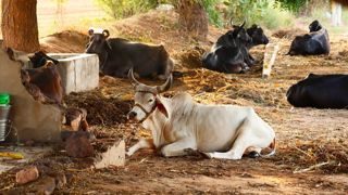 Plus de la moitié du cheptel indien de bovinés est composé de zébus, dont les abattages sont interdits dans plusieurs États pour des raisons religieuses. Ce sont surtout les bufflons qui sont abattus. Plus de la moitié du cheptel indien de bovinés est composé de zébus, dont les abattages sont interdits dans plusieurs États pour des raisons religieuses. Ce sont surtout les bufflons qui sont abattus.