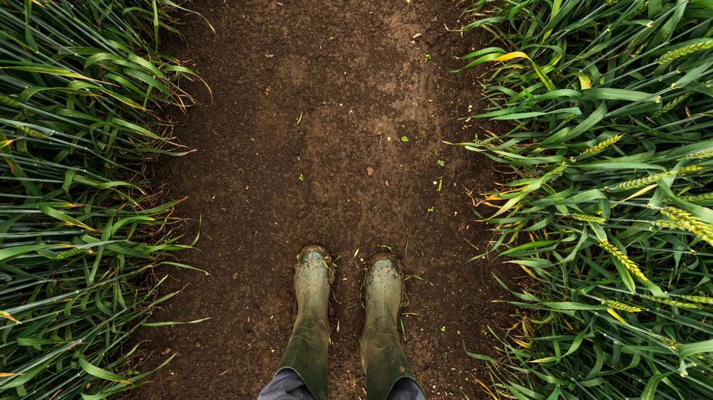 Bottes dans un champ de blé boueux