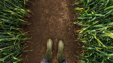 Les excès de pluies dans plusieurs grandes régions céréalières d'Europe ont mené à une baisse des estimations de rendement. Les excès de pluies dans plusieurs grandes régions céréalières d'Europe ont mené à une baisse des estimations de rendement.