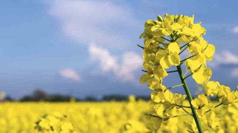 Quelle solution pour gérer les graminées de votre colza ? Quelle solution pour gérer les graminées de votre colza ?