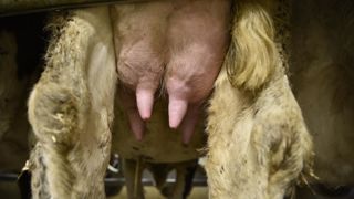 Les mammites font partie des maladies qui engendrent le plus de pertes économiques en élevage laitier. Les mammites font partie des maladies qui engendrent le plus de pertes économiques en élevage laitier.