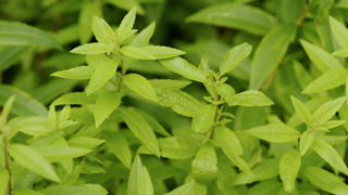 Lavande, mélisse et verveine citronnelle (photo) forme un antimite naturel très efficace. Lavande, mélisse et verveine citronnelle (photo) forme un antimite naturel très efficace.