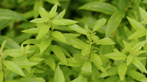 Lavande, mélisse et verveine citronnelle (photo) forme un antimite naturel très efficace. Lavande, mélisse et verveine citronnelle (photo) forme un antimite naturel très efficace.