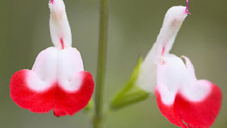 Salvia microphylla 'Hot Lips' dite aussi sauge de Graham. Arbustive, elle déploie son abondante et longue floraison dont l'intensité du coloris dépend de la température. Salvia microphylla 'Hot Lips' dite aussi sauge de Graham. Arbustive, elle déploie son abondante et longue floraison dont l'intensité du coloris dépend de la température.
