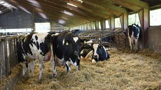 Les éleveurs danois devront s'acquitter d'une taxe d'environ 90 euros par vache à partir de l'année 2030. Les éleveurs danois devront s'acquitter d'une taxe d'environ 90 euros par vache à partir de l'année 2030.