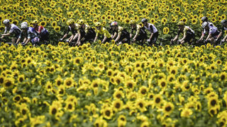 Le Tour de France, qui a débuté le 29 juin à Florence, en Italie, va mettre le végétal en avant à chaque étape. Le Tour de France, qui a débuté le 29 juin à Florence, en Italie, va mettre le végétal en avant à chaque étape.