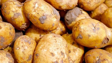 Selon les estimations de l'UNPT et du CNIPT, les surfaces en pommes de terre de conservation augmentent cette année de 7,3 %. Selon les estimations de l'UNPT et du CNIPT, les surfaces en pommes de terre de conservation augmentent cette année de 7,3 %.